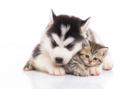 Assurance chiens & chats